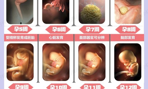 怀孕8个月可以吃瑶柱虾粥吗有影响吗-怀孕8个月可以吃瑶柱虾粥吗网—知名的孕妇能吃瑶柱煲粥吗网站,分享孕妇能吃瑶柱煲粥吗知识